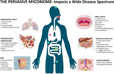 Symbiosis and Dysbiosis of the Human Mycobiome